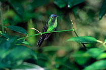 Violet capped woodnymph {Thaluronia glaucopis} Iguaza NP, Argentina / Brazil