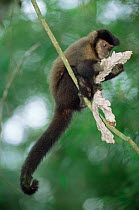 Black capuchin (Sapajus nigritus) examining leaf, Iguazu NP, Argentina