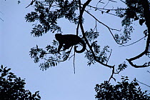 Black capuchin (Sapajus nigritus) silhouetted in tree, Iguazu NP, Argentina.
