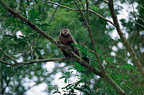 Black capuchin (Sapajus nigritus) Iguazu NP, Argentina