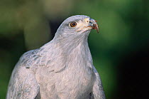 Crowned eagle {Stephanoaetus coronatus} captive, Argentina