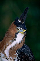 Ornate hawk eagle {Spizaetus ornatus} Argentina, captive
