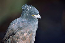 Black hawk eagle {Spizaetus tyrannus} Argentina, captive