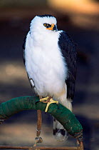 Black and white hawk eagle, captive {Spizaetus melanoleucus} Argentina