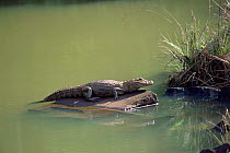 Broad nosed caiman basking {Caiman latrirostris} Iguazu NP, Brazil / Argentina