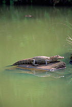 Broad nosed caiman basking {Caiman latrirostris} Iguazu NP, Brazil / Argentina