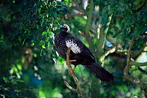 Black fronted piping guan {Pipile jacutinga} Iguazu NP, Brail / Argentina, endangered