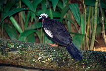 Black fronted piping guan {Pipile jacutinga} Iguazu NP, Brail / Argentina, endangered