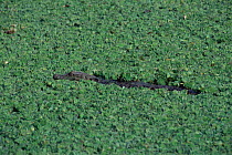 Broad nosed caiman {Caiman latirostris} amongst water hyacinth, Argentina, Iguazu NP
