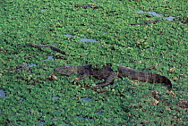 Broad nosed caiman {Caiman latirostris} amongst water hyacinth, Argentina, Iguazu NP