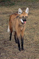 RF- Maned wolf (Chrysocyon brachyurus). Argentina, captive. (This image may be licensed either as rights managed or royalty free.)