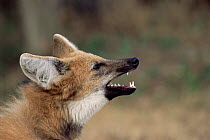 Maned wolf {Chrysocyon brachyurus} Argentina, captive
