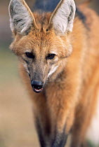Maned wolf {Chrysocyon brachyurus} Argentina, captive