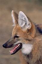 RF- Maned wolf (Chrysocyon brachyurus). Argentina, captive. (This image may be licensed either as rights managed or royalty free.)