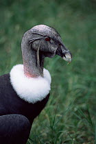Andean condor (Vultur gryphus) female
