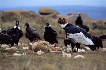 Andean condors feeding on sheep carcass {Vultur gryphus} Argentina