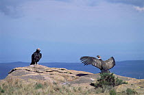 Andean condors drying wings {Vultur gryphus} Pampa de Achala, Argentina