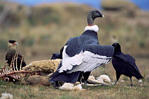 Andean condor feeding on sheep carcass {Vultur gryphus} Argentina