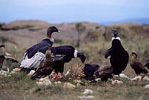 Andean condor feeding on sheep carcass {Vultur gryphus} Argentina