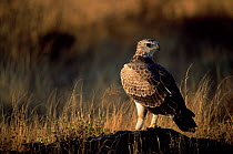 Martial eagle juvenile {Polemaetus bellicosus} Samburu NP, Kenya