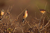 Rosy patched bush shrikes singing {Rhodophoneus cruentus} Samburu NP, Kenya