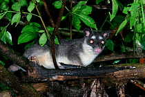 Brown four eyed opossum {Metachirus nudicauda} Panama