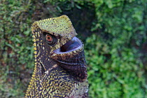 Helmeted lizard {Corytophanes cristatus} Panama