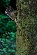 Helmeted lizard {Corytophanes cristatus} Panama