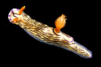 Nudibranch {Chromodoris sp} Lembeh Strait, Indonesia