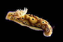 Nudibranch {Risbecia tryoni} Lembeh Strait, Indonesia