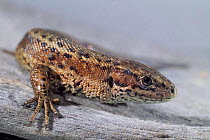 Viviparous lizard {Lacerta vivipara} captive