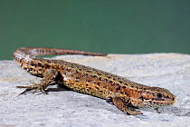 Viviparous lizard {Lacerta vivipara} captive