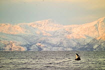 Killer whale calf spyhopping {Orcinus orca} Lofoten mtns, Norway