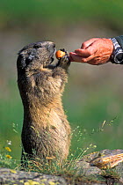 Alpine marmot being fed by tourist {Marmota marmota} Gran Paradiso NP, Italy