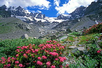 Rhododendron ferrugineum in flower, Gran Paradiso National Park, Italy
