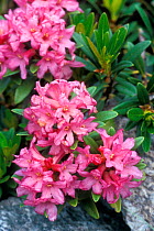 Rhododendron ferrugineum in flower, Gran Paradiso NP, Italy