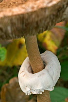 Close-up of annulus or ring from Parasol mushroom {Macrolepiota procera} Belgium
