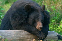 Asiatic black bear resting in zoo {Ursus thibetanus} Germany Isselburg zoo