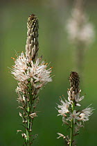 Asphodel flower heads {Asphodelus albus} France