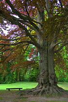 European beech tree in park {Fagus sylvatica} with bench Belgium