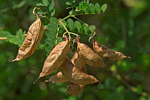 Bladder senna seedpods on tree {Colutea arborescens} France