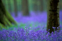 Bluebells flowering in woodland {Hyacinthoides non-scripta} Belgium