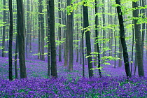 Bluebells flowering in woodland {Hyacinthoides non-scripta} Belgium