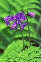Bluebell flowers and bracken {Hyacinthoides non-scripta} Belgium