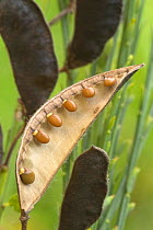 Broom seed pod {Cytisus scoparius} Belgium
