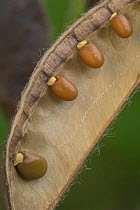 Broom seed pod {Cytisus scoparius} Belgium