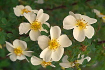 Burnet rose in flower {Rosa pimpinellifolia} Belgium