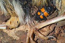 Burying / Sexton beetle {Nicrophorus vespillo} next to dead bird, France