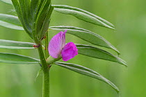 Bush vetch flower {Vicia sepium} France