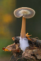 Butter cap fungus showing mycelium at base {Collybia butyracea} Belgium